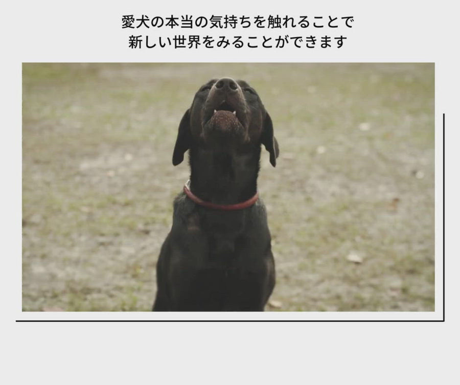 愛犬のこころを心拍で解析するイヌパシー®INUPATHY